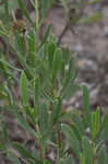 Bushy seaside tansy